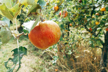 Apple Cider Vinegar for Digestion