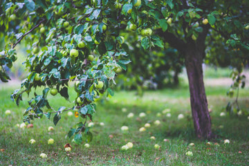 Best Time to Take Apple Cider Vinegar